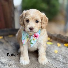 Butter - Caramel cream female Australian Labradoodle puppy in Anderson, California from Shaggy Doodles
