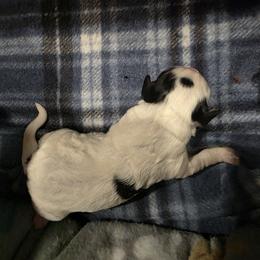 Yorkipoo and Yorkshire Terrier Puppies from Sonshine Yorkies