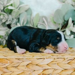 Girl 3 - Tri-color female Bernedoodle puppy in Spanish Fork, Utah from K Brand Doodles