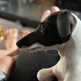 Italian Greyhounds from Lucciole Lowchen and Italian Greyhounds