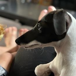 Italian Greyhounds from Lucciole Lowchen and Italian Greyhounds