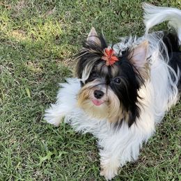 Biewer Terrier and Yorkshire Terrier Puppies from York Town California