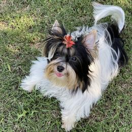 Biewer Terrier and Yorkshire Terrier Puppies from York Town California