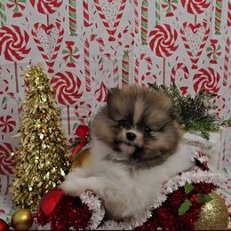 Ember - Tri-colored female Pomeranian puppy in Ontario, Oregon from S'more Pomeranians