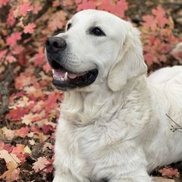 Blitz - Golden Retriever