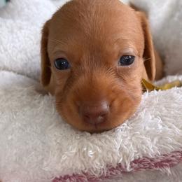 CKC Poppy - Red female Dachshund puppy in Cape Coral, Florida from Duker’s Dachshunds