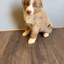 Red Merle - Red merle male Australian Shepherd puppy in Wittmann, Arizona from Wranglin Farms