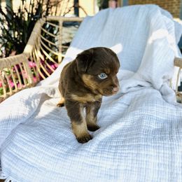 Acorn - Red tri male Miniature Australian Shepherd puppy in Marysville, Indiana from New Market Aussies