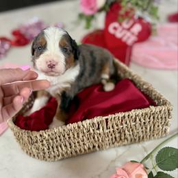 Green Collar - Blue merle male Bernedoodle puppy in Indiahoma, Oklahoma from Farm Fresh Doodles
