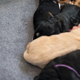 Bernedoodles and Goldendoodles from CocoLove Doodles