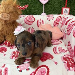 Helen - Dapple female Dachshund puppy in Lake City, Florida from My Ditzy Doxies of Florida