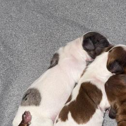 Blue - Dapple female Dachshund puppy in Falcon, Missouri from K2D2 Farm
