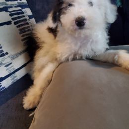 Pomeranian and Sheepadoodle Puppies from Fluffy Wonders Poms and Doodles