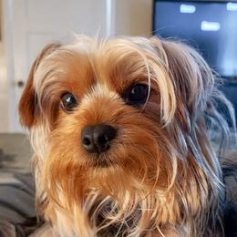 Annie - Yorkshire Terrier