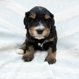 Clifford - Phantom male Bernedoodle puppy in Wamego, Kansas from Doodles of Oz