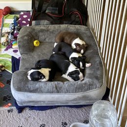 Boston Terrier Puppies from Mary's Puppy
