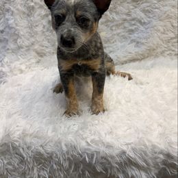 Girl 3 - Blue female Australian Cattle Dog puppy in Kamiah, Idaho from Selway Australian Cattle Dogs