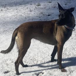 Belgian Malinois and xDutch Shepherd All Grown Up from Alliance K9