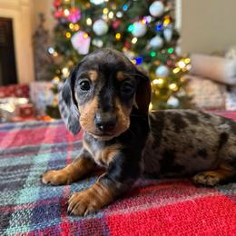 Bea - Dapple female Dachshund puppy in Mascot, Tennessee from Magnolia Pearl Dachshunds