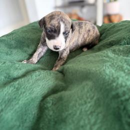 Leopard - Fawn brindle female Whippet puppy in Fort Myers, Florida from Rainbow Whippets