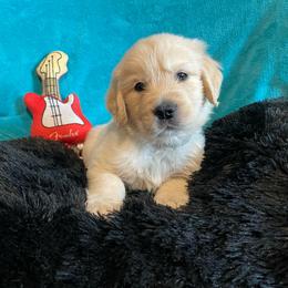 Prince - Light golden male Golden Retriever puppy in Ennis, Texas from Amberidge Golden Retrievers