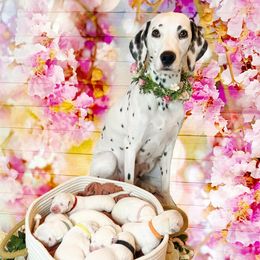 Dalmatian Puppies from Rainier DALS LUA Dalmatians of Washington