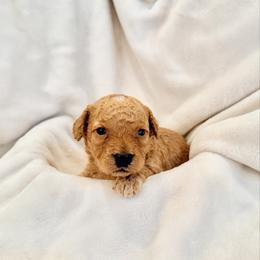 Tommy - Caramel male Labradoodle puppy in Bruceton Mills, West Virginia from Adonai Ra'ah Farms