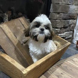 Bristol - Shih Tzu