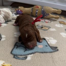 Beth - Red female Australian Labradoodle puppy in Fontana, California from Glory Labradoodle’s