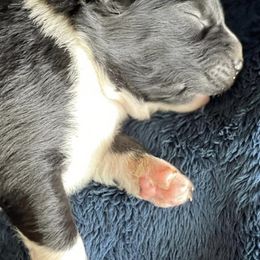 Miniature Australian Shepherds from True Blue Mini Aussies