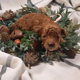 Cindy Lou - Red  female Poodle puppy in Statesboro, Georgia from Briar Creek Kennels