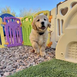 Biscuit - Female - Dark golden female Golden Retriever puppy in Peoria, Arizona from Dani’s Dawgs