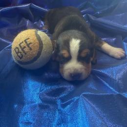 Tricolor Boy 3 - Black tan and white male Beagle puppy in Dime Box, Texas from Kuehlers Kavaliers