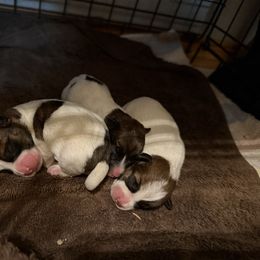 Russell Terrier puppies from Elite Russell Terriers