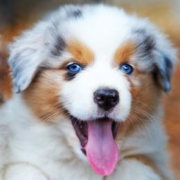 King Louis - Blue merle male Australian Shepherd puppy in Paola, Kansas from Tiz Ranch