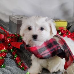 Archer: OFA and CHIC parents - White male Coton de Tulear puppy in Westfield, North Carolina from Legacy Pets
