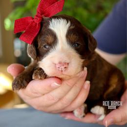Praline - Brown and white female Bernedoodle puppy in Salado, Texas from Red Ranch Dogs