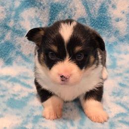 GLORIA fluffy tail docked - Black and tan female American Corgi puppy in Walker, Iowa from Double K Corgis