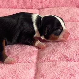 Bunny - Black tri female Toy Australian Shepherd puppy in Norco, California from River Springs Aussies