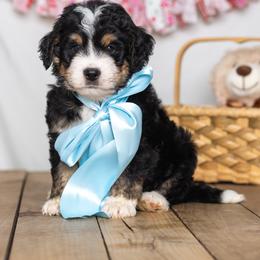 Denali - Tri-color male Bernedoodle puppy in St Joe, Indiana from Pawsh Bernedoodles