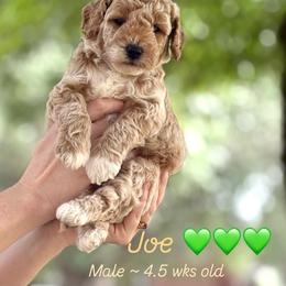 Joe - Cream male Goldendoodle puppy in Hamilton, Alabama from Sweet Doodles of Alabama