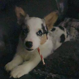 American Corgis from Campbell’s American Corgis