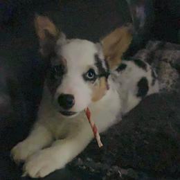 American Corgis from Campbell’s American Corgis