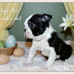 Girl 1-Deja Vu - Black and white female Boston Terrier puppy in North Central, Vermont from Windy Valley’s Bostons