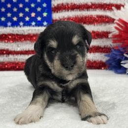 Marsha Male 2 - Black and silver male Miniature Schnauzer puppy in Pageland, South Carolina from New Haven Farms