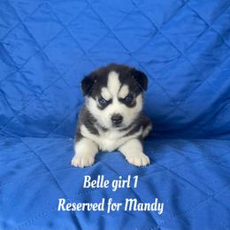 Bella girl 1 - Black and white female Siberian Husky puppy in Ocala, Florida from Florida Husky Puppies