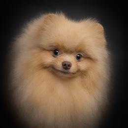Shag - Pomeranian