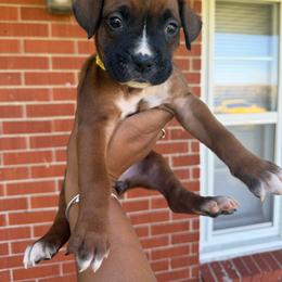 Yellow - Fawn female Boxer puppy in Louisville, Kentucky from Nelson’s Fancy Frenchies and Bulldogs