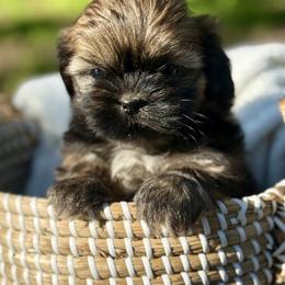 Pearl - Black gold and white female Shih Tzu puppy in Waco, Texas from Shih Tzus To Love