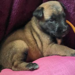 Girl 6 - Mahogany female Belgian Malinois puppy in Coral, Michigan from Leash of Honor LLC